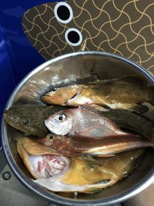 2018年05月21日に海釣り大好きが釣ったマゴチ、キジハタ等バラエティー豊かな魚達